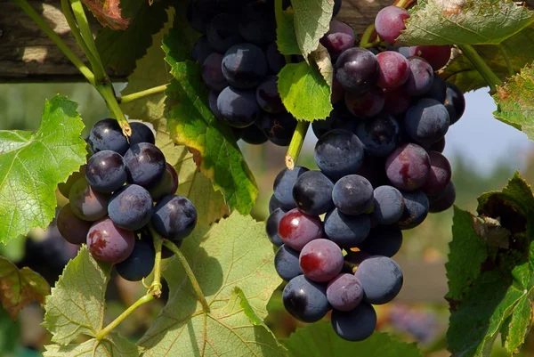 Grape — Stock Photo, Image