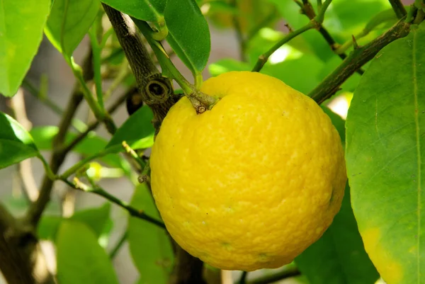 Желтый лимон на дереве — стоковое фото