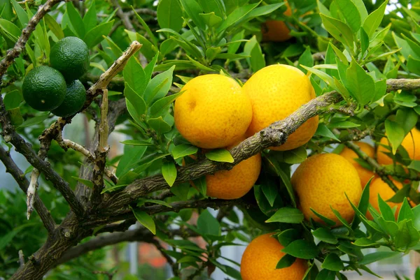 Yellow lemons on tree — Stock Photo, Image