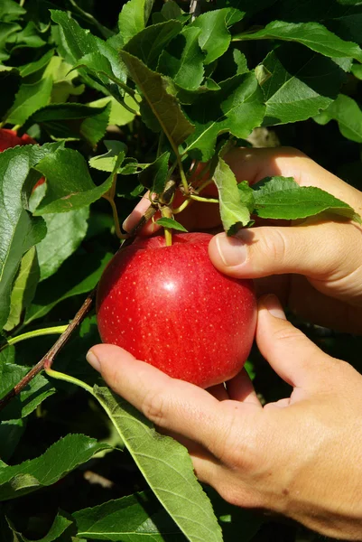 Hands take apple harvest — Stock Photo, Image