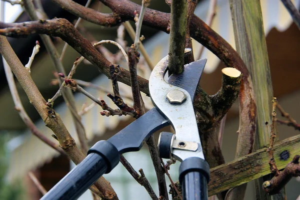 Scissors cutting tree — Stock Photo, Image