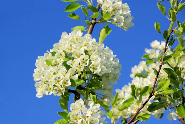 Flowering of pear tree — Stock Photo, Image
