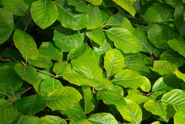 Beech foliage — Stock Photo, Image