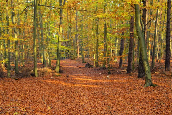 Beech forest with trail — Stock Photo, Image