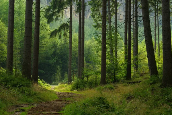 Grüner alter Wald — Stockfoto