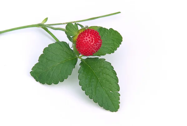 Woodland strawberry with leaves — Stock Photo, Image