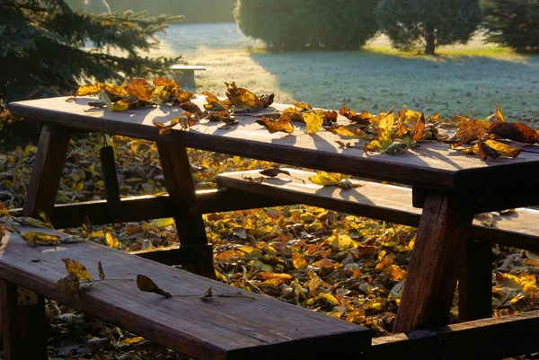 Autunno foglie di noce — Foto Stock