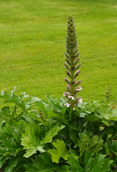 Acanthus mollis in bloom — Stock Photo, Image