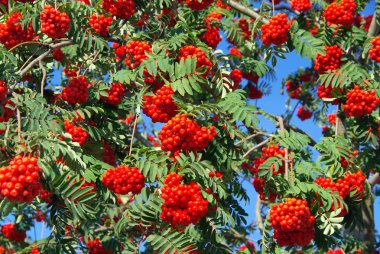 Kırmızı üvez meyveleri