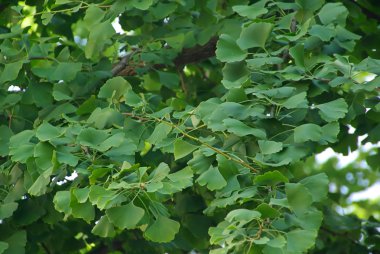 Ginkgo ağacının dalları