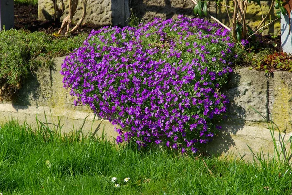 Blooming aubrieta plant — Stock Photo, Image