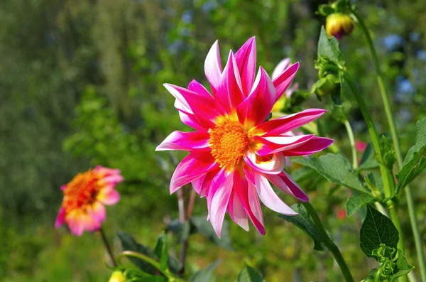 Dahlienblüten blühen — Stockfoto