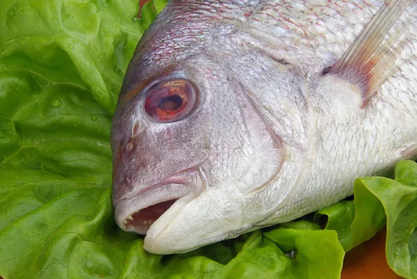 Bream fish head — Stock Photo, Image