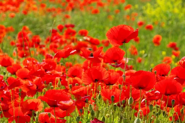 Red corn poppy — Stock Photo, Image