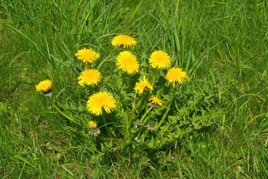 Sarı dandelions çiçeklenme