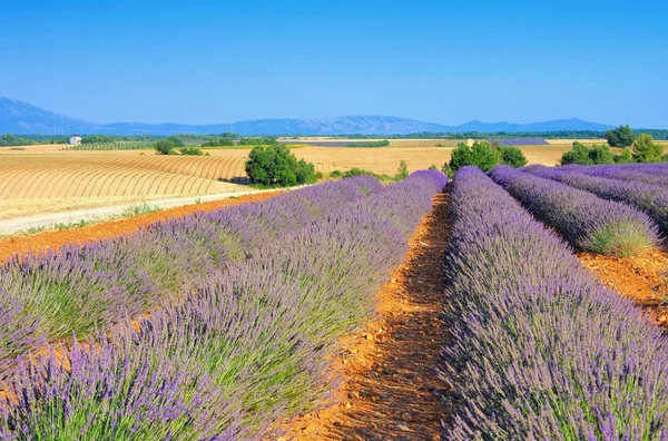 Abbey lavender field — Stock Photo, Image
