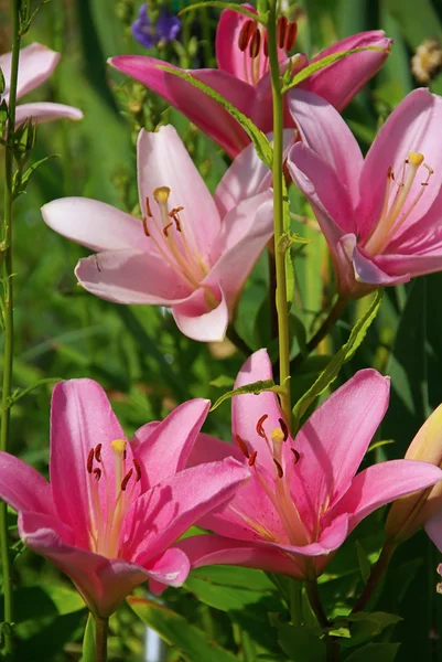 Pink lily flowers — Stock Photo, Image