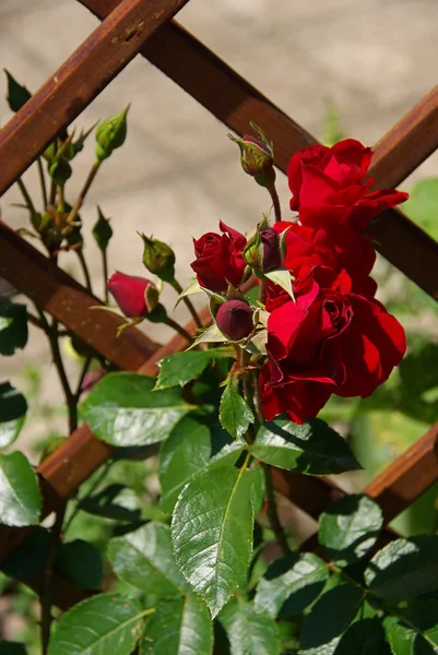 Red rose bush — Stock Photo, Image