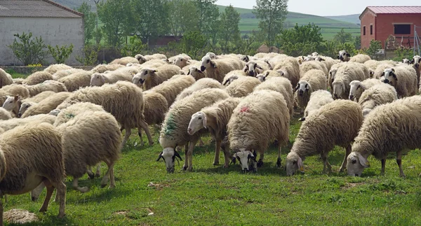 Hoard of white sheep — Stock Photo, Image