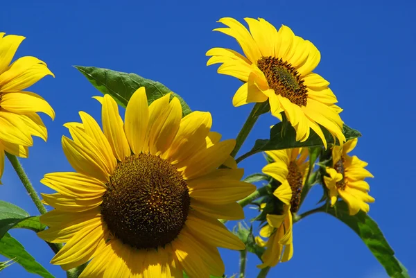 Beaux tournesols jaunes — Photo