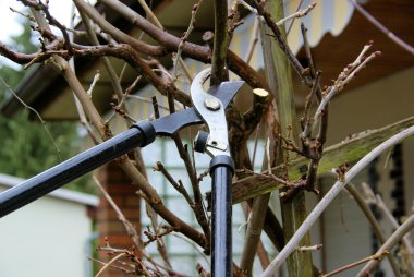 Ağaç kesme secateurs ile