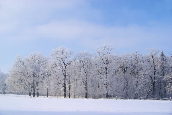 Forêt en hiver — Photo