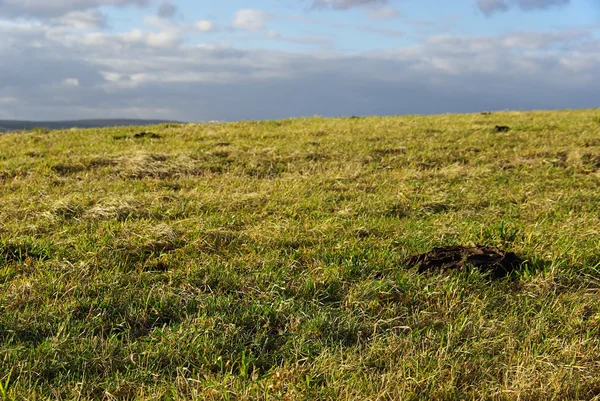 Dry grass in meadow — Stock Photo, Image