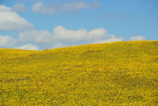 Fleurs jaunes dans la prairie — Photo