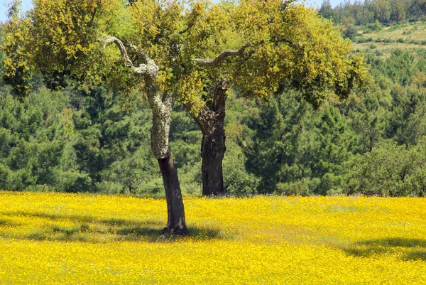 Chênes liège dans la prairie — Photo