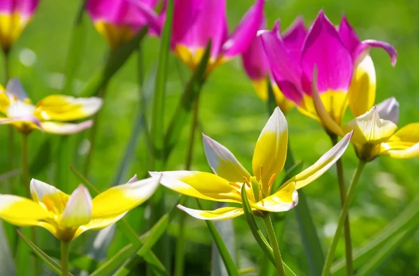 Kvetou divoké tulipány — Stock fotografie