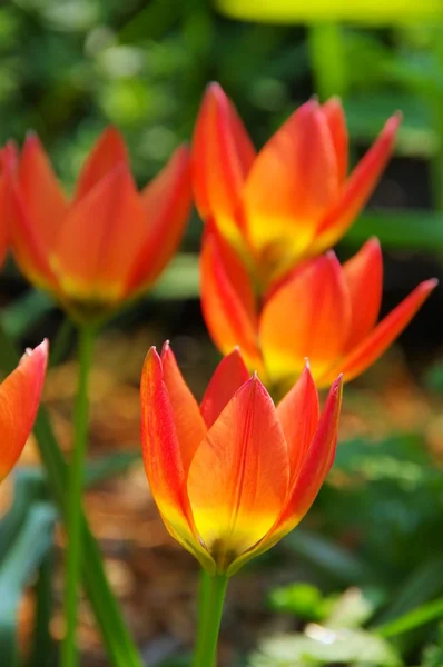 Blühende wilde Tulpen — Stockfoto