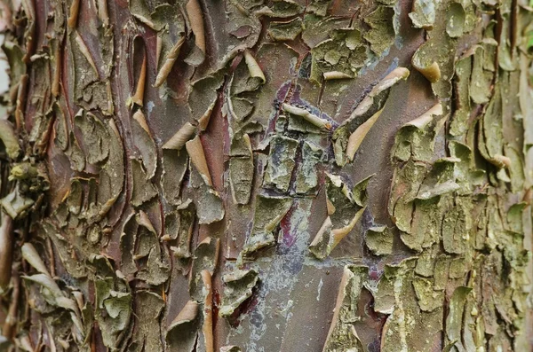 Green cypress bark — Stock Photo, Image