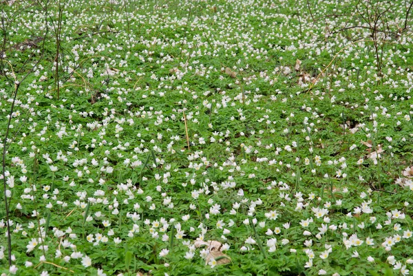 Blooming Anemone flowers — Stock Photo, Image