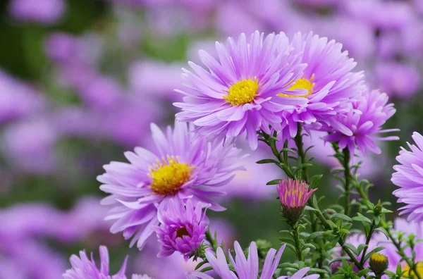 Aster novi belgii — Stockfoto