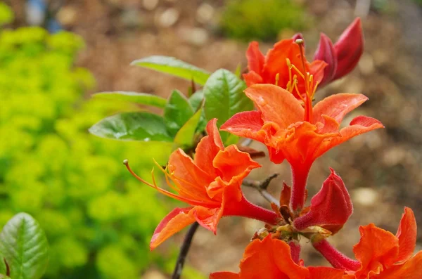 Azalea flor de naranja —  Fotos de Stock