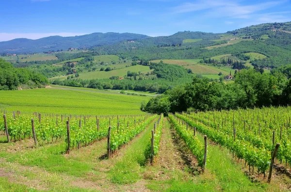 Viña verde Chianti — Foto de Stock