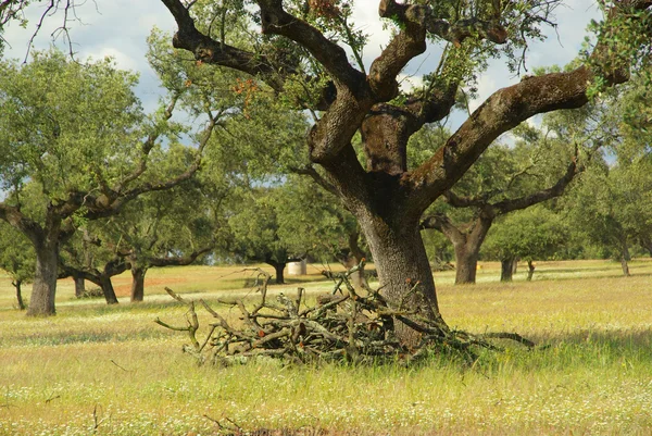 Bomen in de tuin — Stockfoto