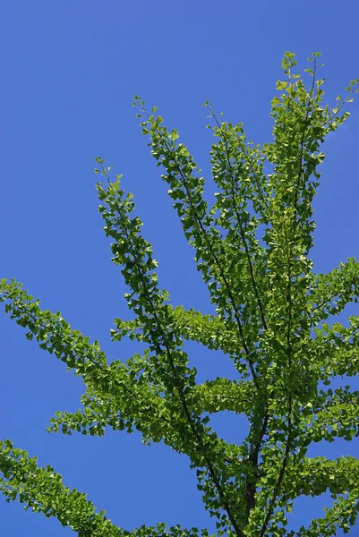 Δέντρο Ginkgo πράσινο — Φωτογραφία Αρχείου