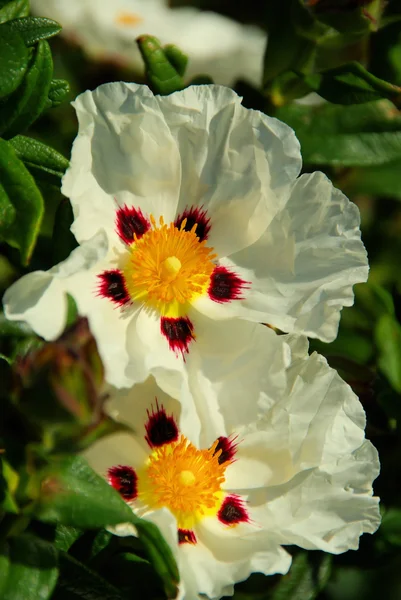 Beautiful hibiscus flowers — Stock Photo, Image