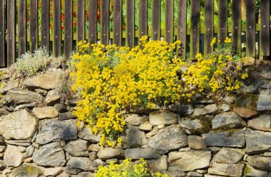 Alyssum saxatile altın Kraliçe