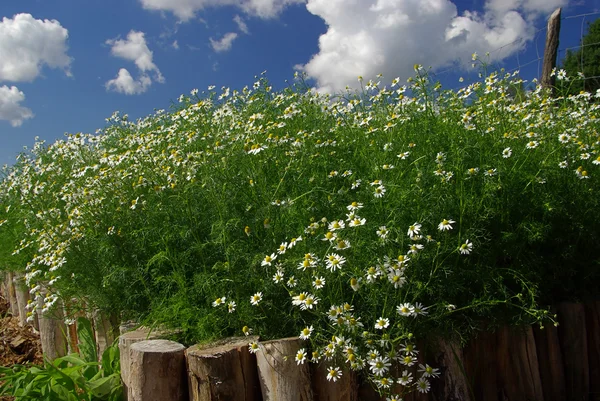 Blooming camomile flowers — Stock Photo, Image