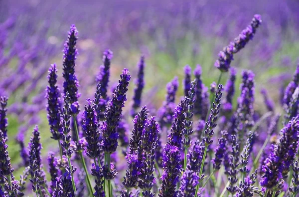 Campo de flores de lavanda — Fotografia de Stock