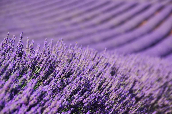 Champ de fleurs de lavande — Photo