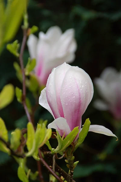 Vackra magnolia blommor — Stockfoto