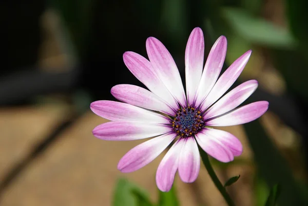 Gyönyörű Gazania virág — Stock Fotó