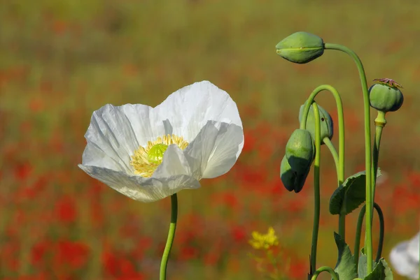 Blühender Mohn — Stockfoto