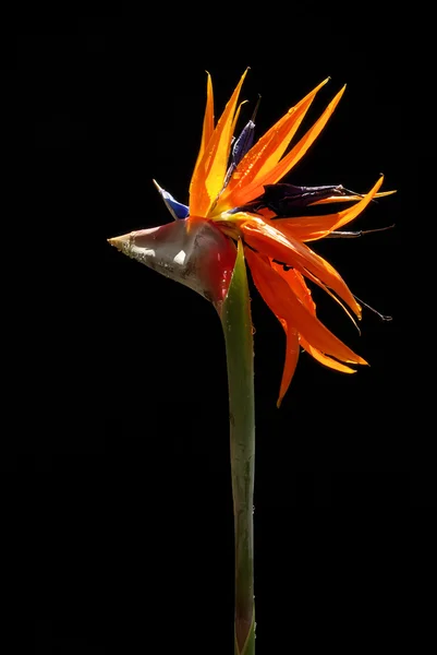 Bird of paradise flower — Stock Photo, Image