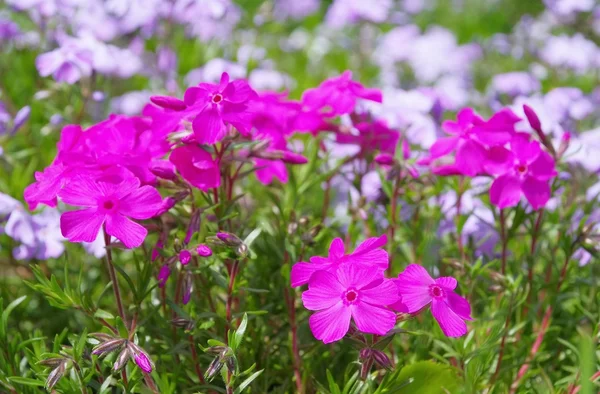 Moss Phlox flowers — Stock Photo, Image