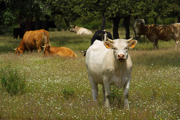 Cows on green meadow