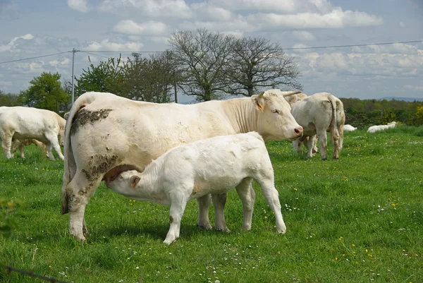 Kühe auf der grünen Wiese — Stockfoto